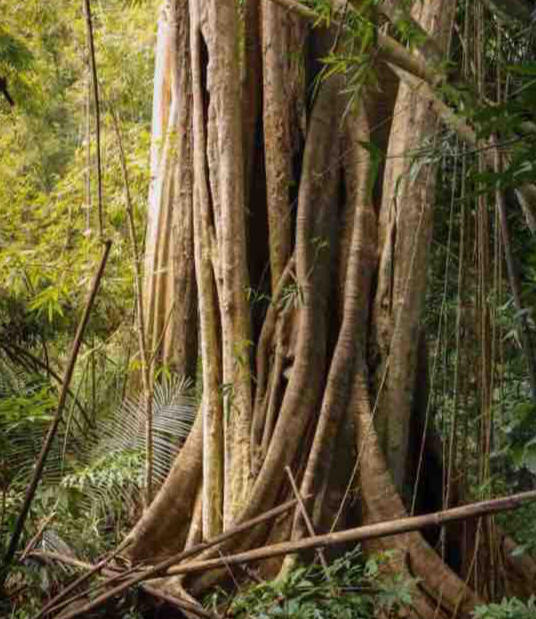 The beauty of the forest The beauty of the forest