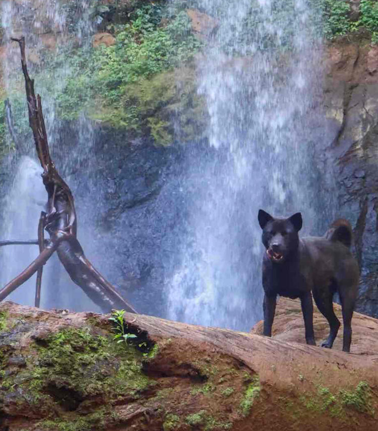 Furry friends Furry friends