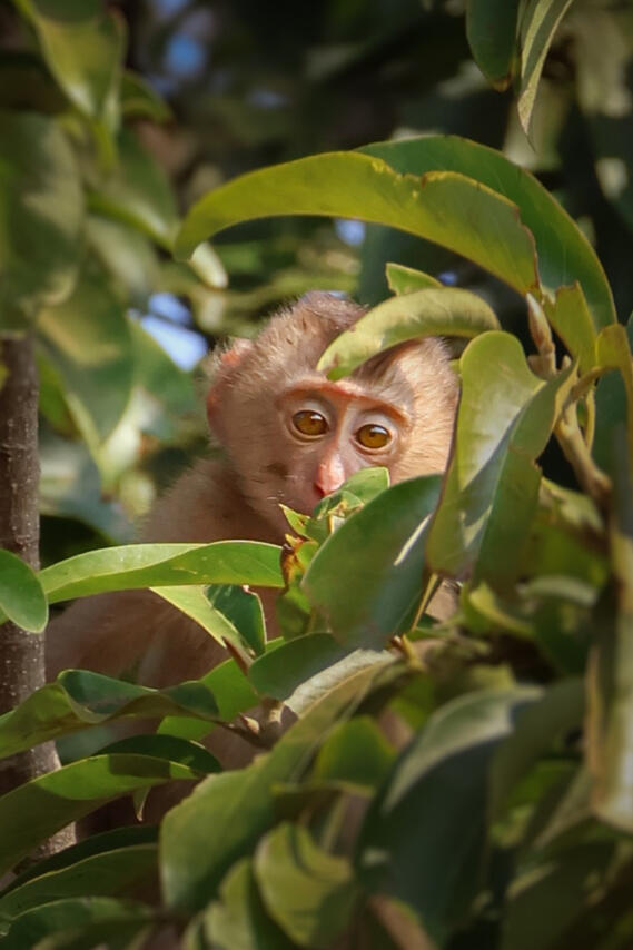 Monkeys of Mondulkiri forest