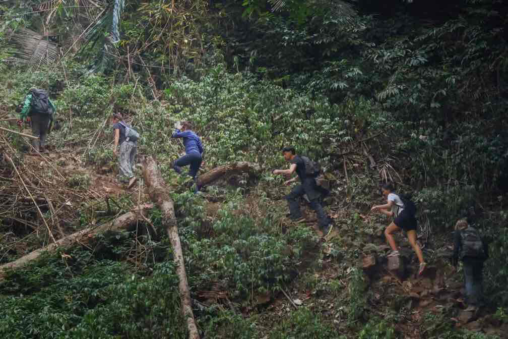 Jungle trek